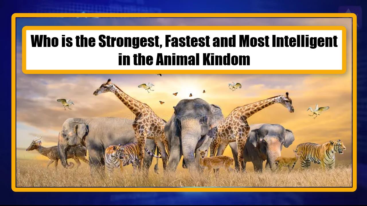 Who is the Strongest, Fastest and Most Intelligent in the Animal Kindom