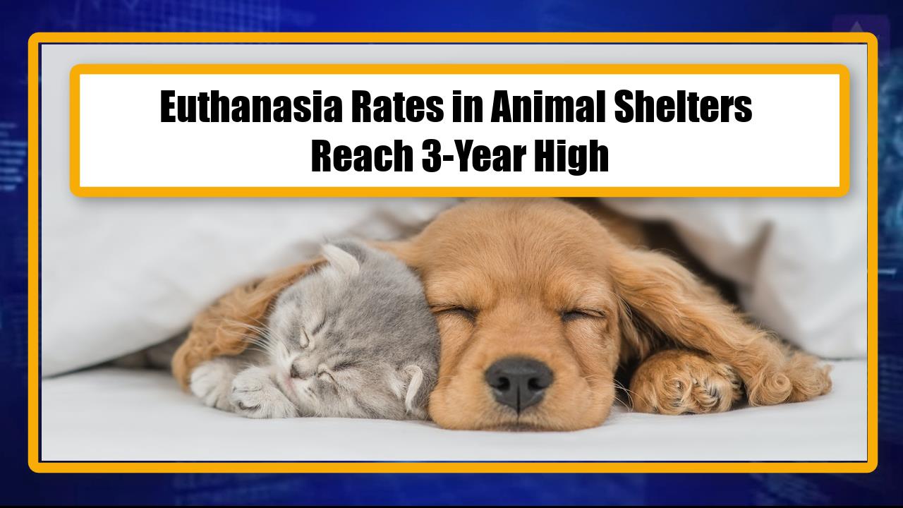 Euthanasia Rates in Animal Shelters Reach 3-Year High