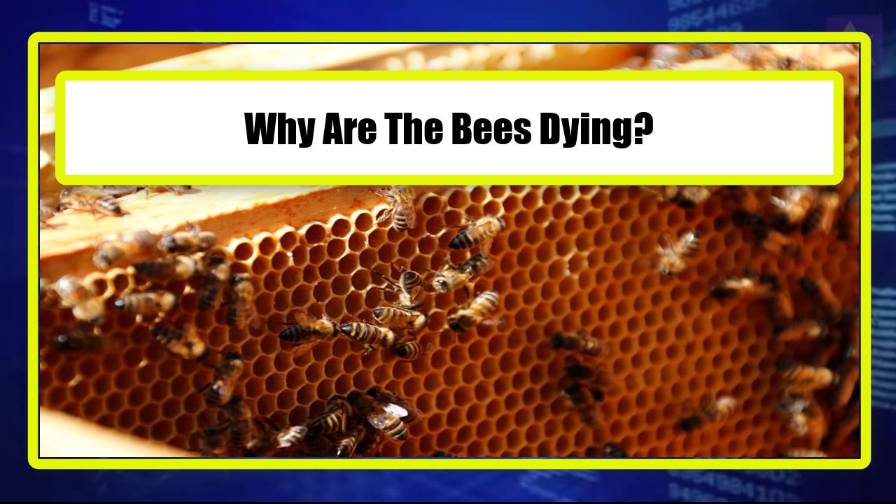 Why Are The Bees Dying?