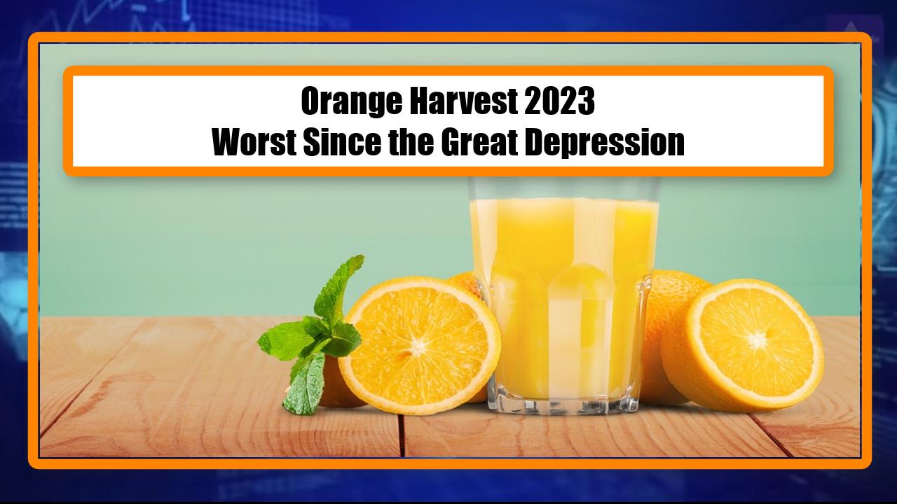 Orange Harvest 2023 Worst Since the Great Depression