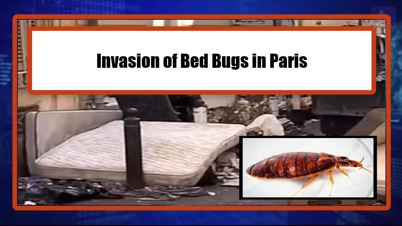 Invasion of Bed Bugs in Paris